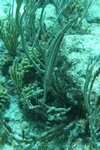 Trumpet Fish
