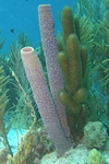 Tube Sponges - Bonaire