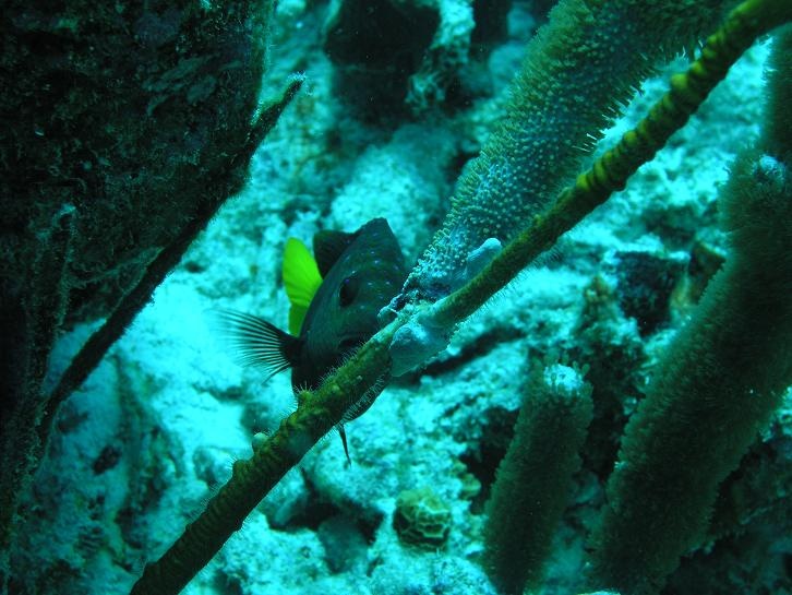 Juvenile Yellowtail Damsel