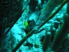 Juvenile Yellowtail Damsel