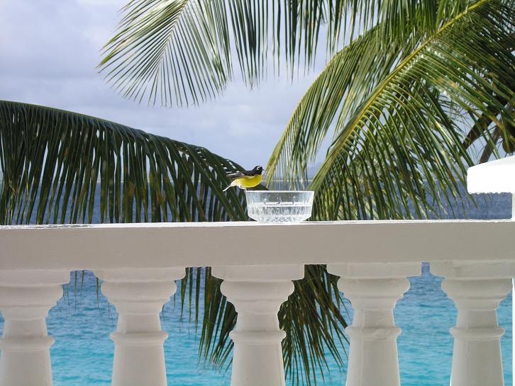 Visitor - Bel Mar, Bonaire