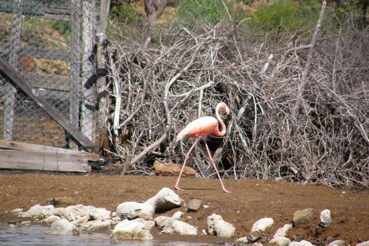 Flamingo - Bonaire 