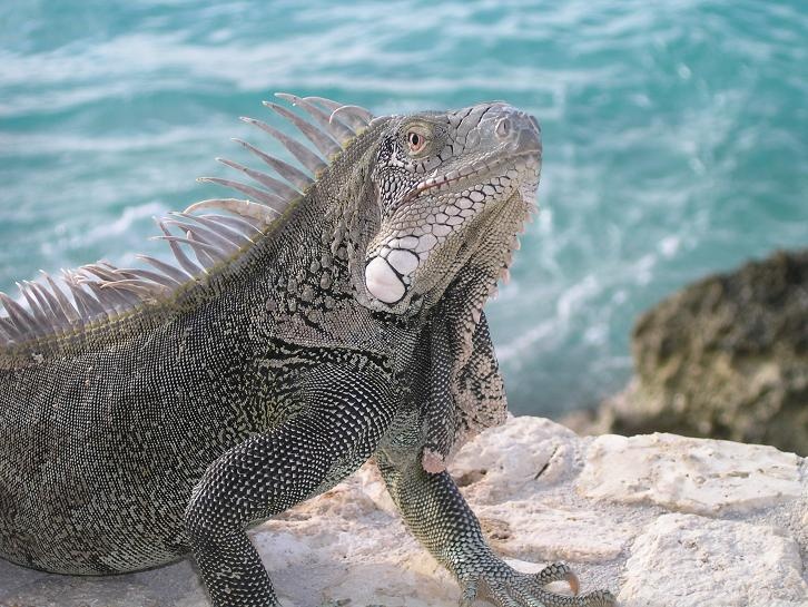 Iguana - Bel Mar, Bonaire