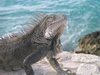 Iguana - Bel Mar, Bonaire