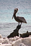 Pelican - Bonaire
