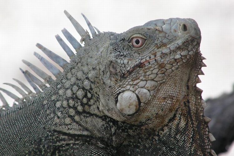 Iguana from the Northside, Bonaire