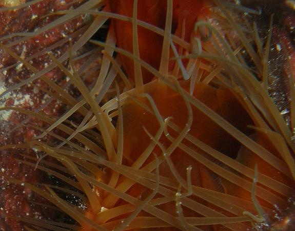 Scallop - Bonaire