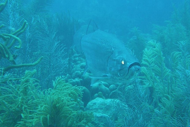 Pair of Tarpon - Bonaire