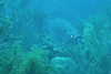 Pair of Tarpon - Bonaire