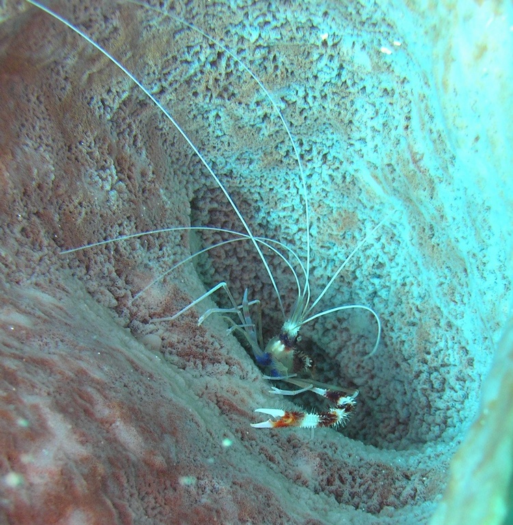 Roatan 2007