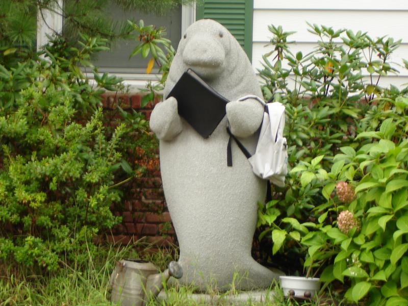 Manatee getting ready for school