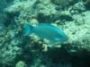 Parrotfish on Molasses Reef