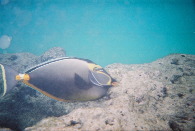 Cool Fish (Orangespine Surgeonfish/Naso lituratus)