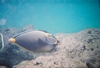 Cool Fish (Orangespine Surgeonfish/Naso lituratus)