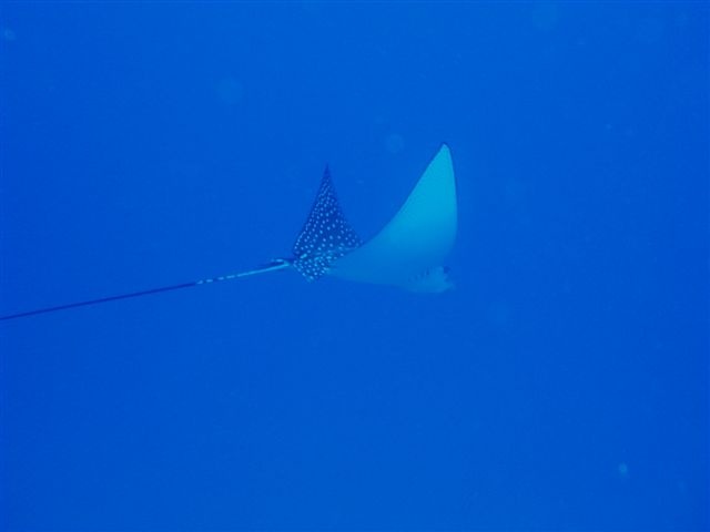 Eagel Ray by the Sea Tiger