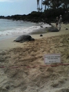 Honu beach tanning session