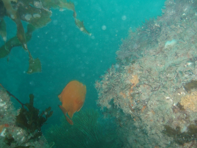 Catalina in the kelp