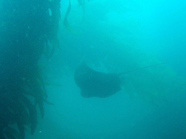 Bat Ray at Catalina