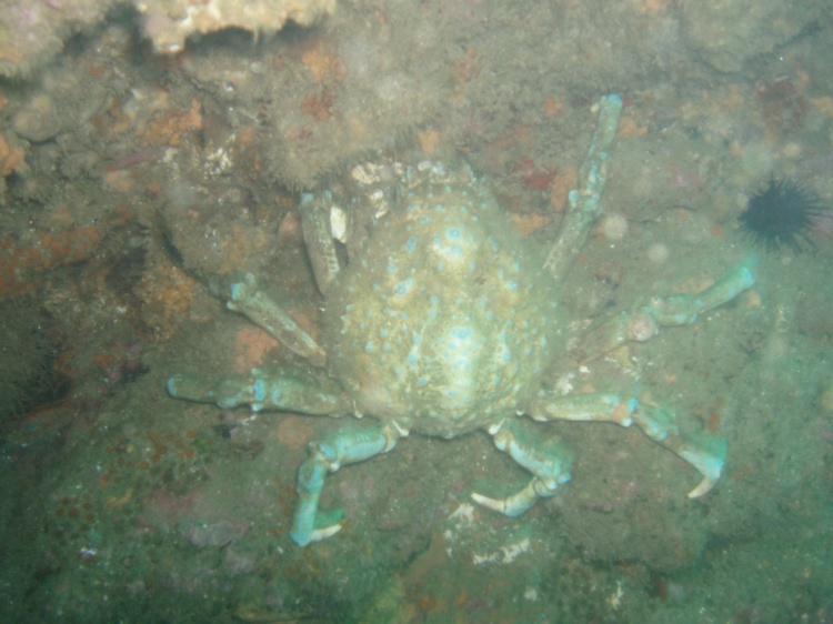 Crab At Shaw`s cove