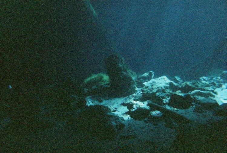 Sea Monkey