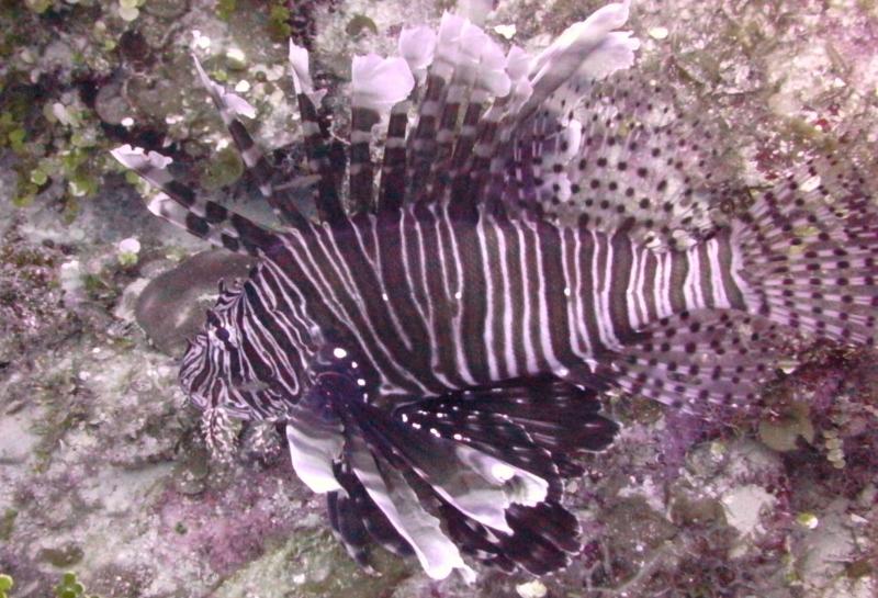 Lion Fish