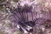 Lion Fish