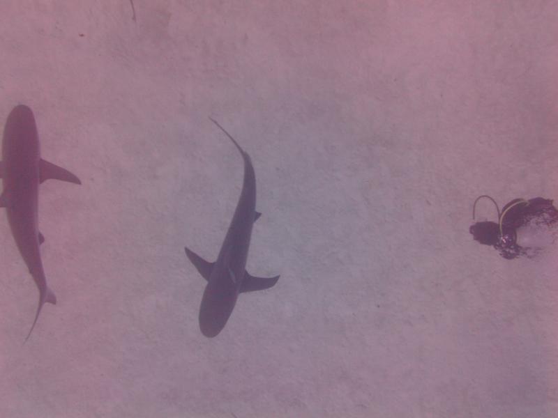 Shark Dive (Freeport)