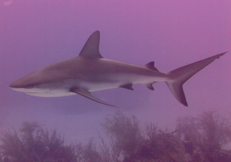 Shark (Freeport, Bahamas)