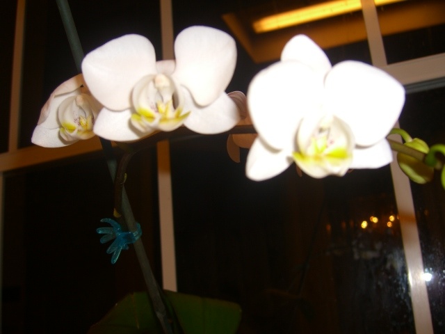 other hobby ,my first orchid that blomed