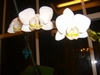 other hobby ,my first orchid that blomed