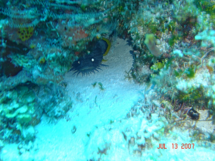 cozumel "toad"