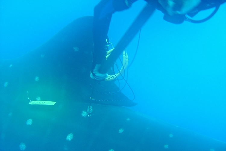 Taging Whaleshark Utila