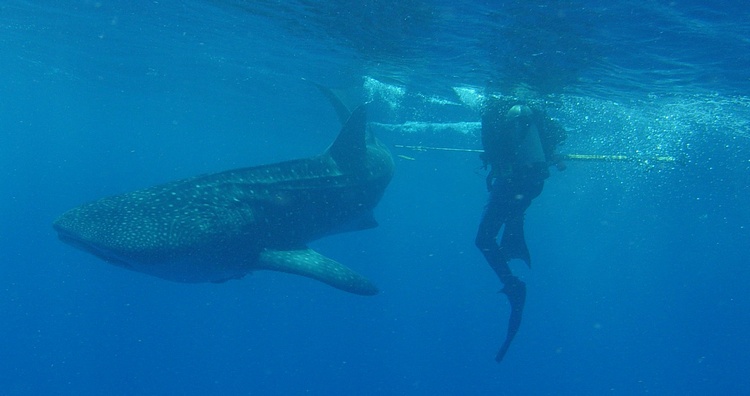 Small whale shark Utila 2005