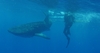 Small whale shark Utila 2005