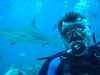 Reef Sharks Roatan 2005