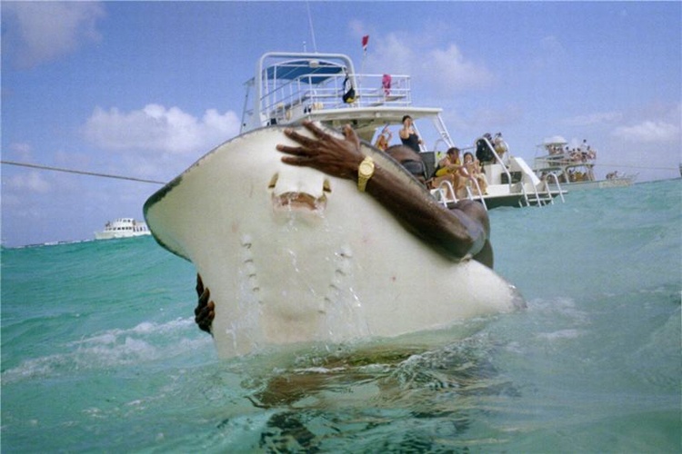 Stingray City—Grand Cayman 2006