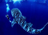 Whale Shark