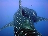 Whale Shark 2