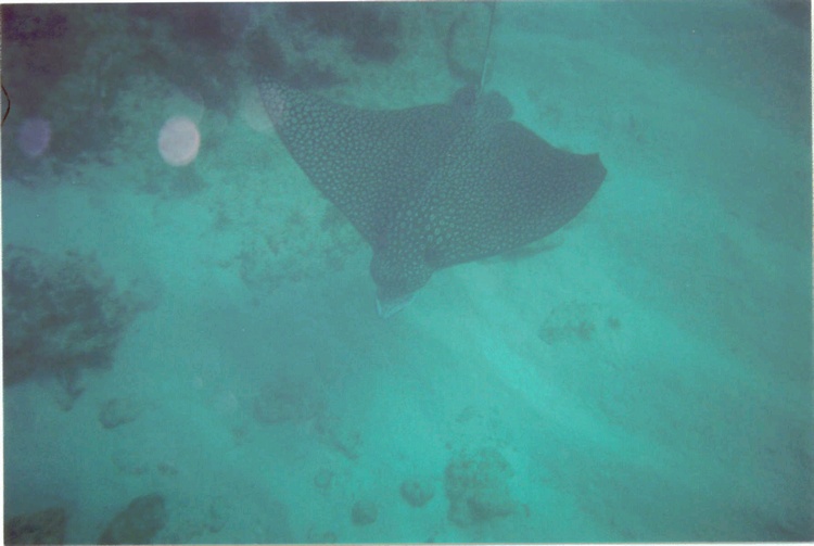 Eagle Ray, Florida Keys