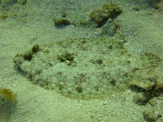 Flounder