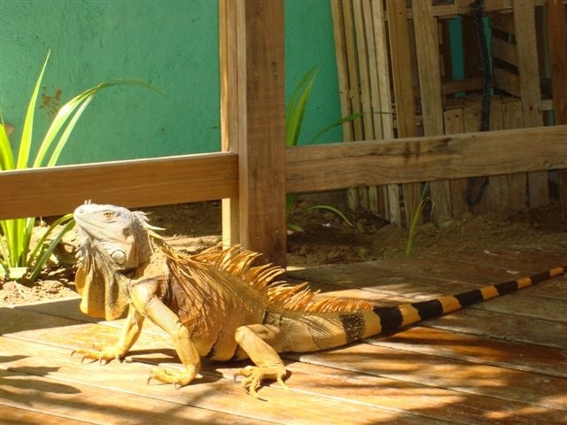 Iguana