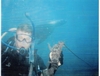 Diving with Friends