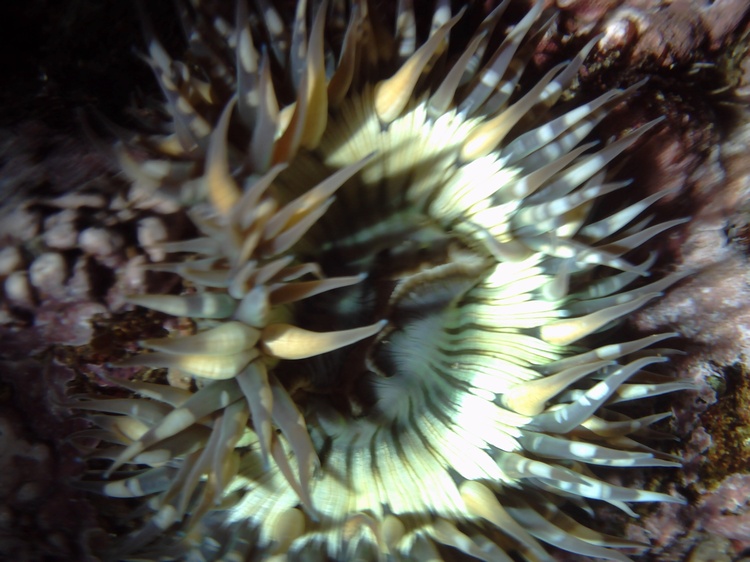 Aggregated Anemone at Shaws Cove - 01/02/08