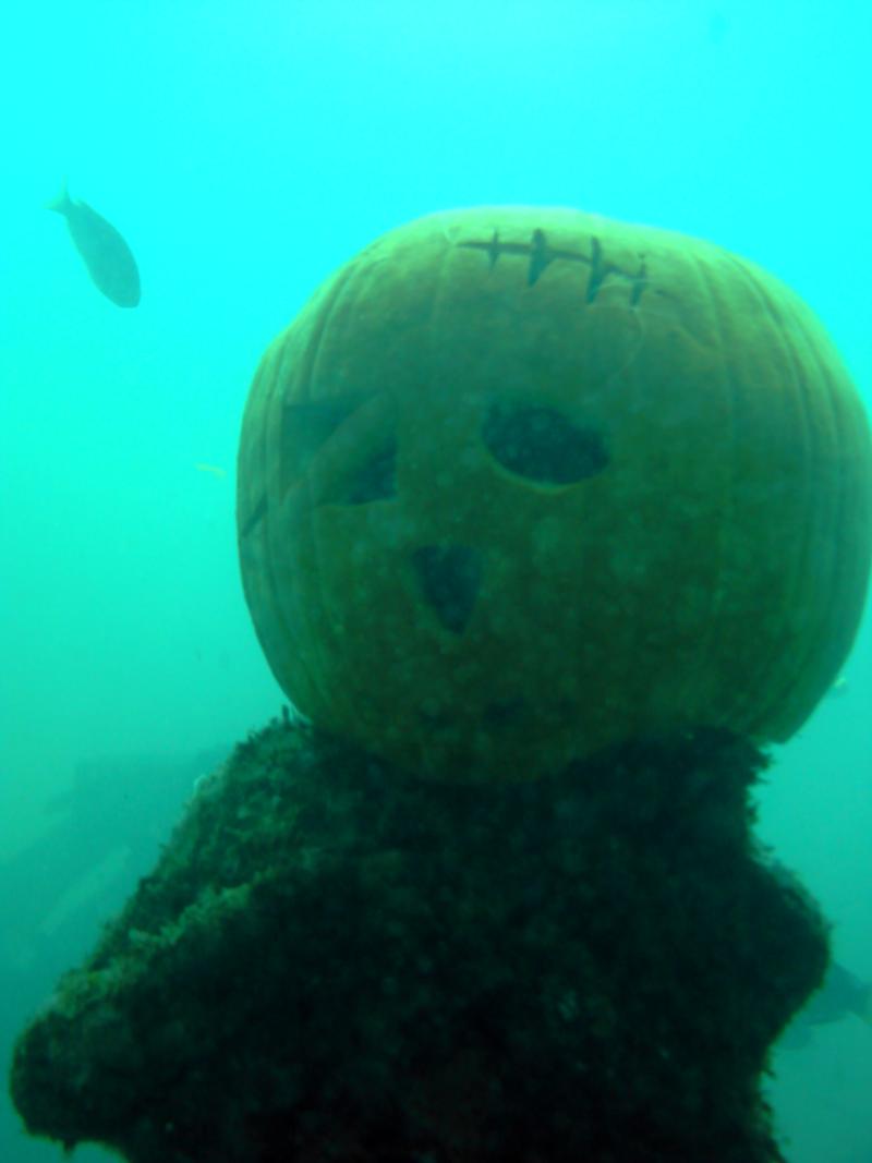 Shelly of Shaws as Frankenpumpkin