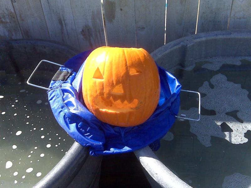 My pumpkin after finishing the dive