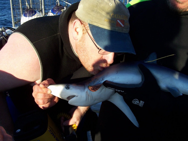 Have you kissed your shark today? Shark Diving on the Aquatica, Dec 03, 2005