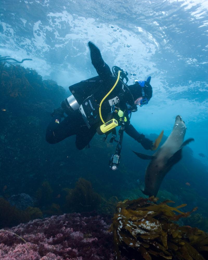 California Sea Lion