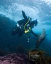 California Sea Lion