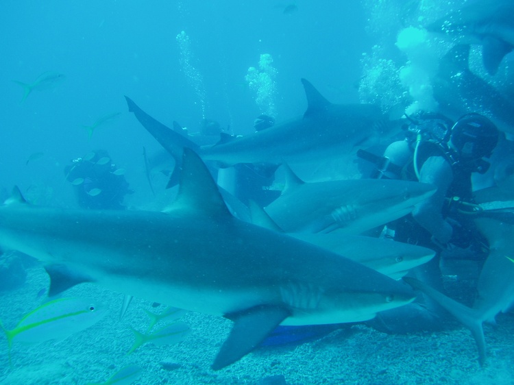 Nassua shark dive