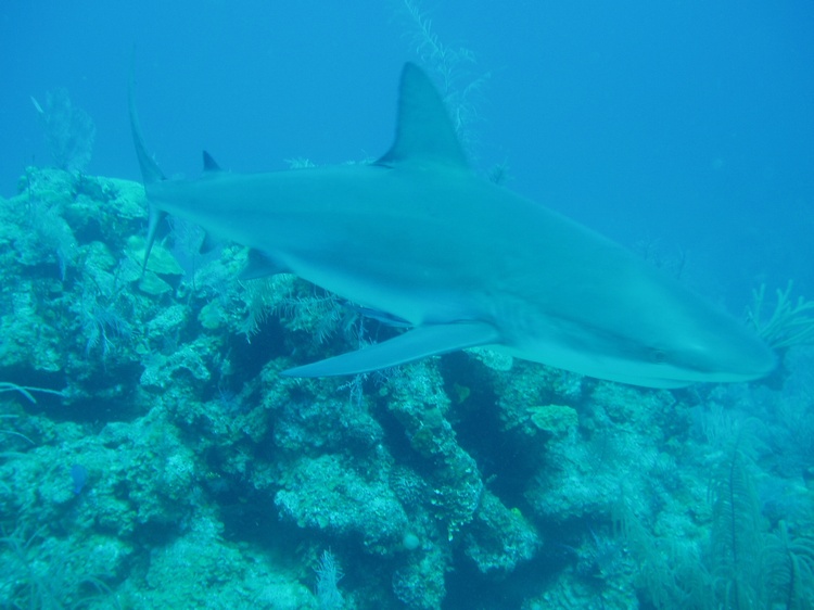 Sharks of Nassau